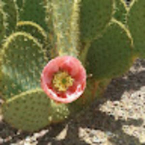 Meet your Posher, Shar